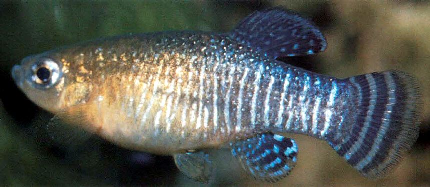 Aphanius iberus_04.jpg